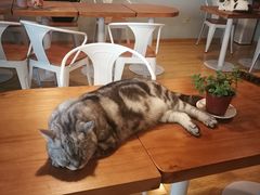-Cappucimeow猫咪咖啡馆(韦伯时代店)