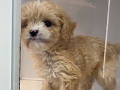 -翊宠yipet猫狗购宠庄园犬舍•猫舍