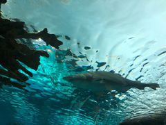 -瑞普利水族馆