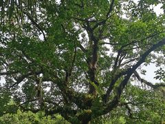 -中国科学院西双版纳热带植物园