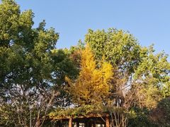 -徐家汇源景区-衡山公园