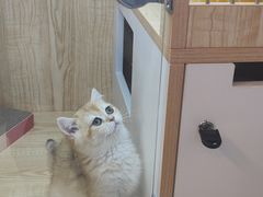 -山宅一喵德文卷毛猫舍