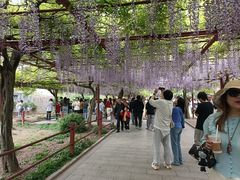 -嘉定紫藤园