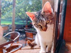 -马勒别墅·中餐厅