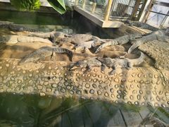 -石家庄市动物园