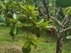 -中国科学院西双版纳热带植物园