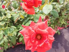 -亚龙湾国际玫瑰谷