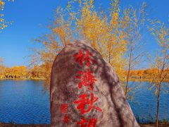 -金塔沙漠胡杨林景区