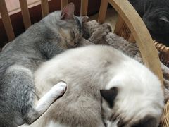 -猫友咖啡店(玉林西路店)