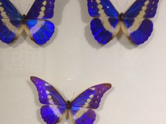 iphone_upload_pic-上海昆虫博物馆