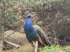 -青藏高原野生动物园