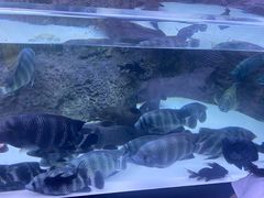 -上海海洋水族馆