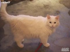 -Babycat私家御饼屋(龙头路一店)