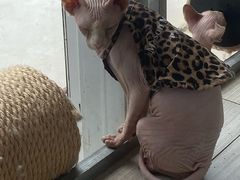 -藏猫猫咖啡主题馆(中央大道店)