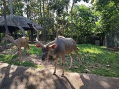 -清迈夜间动物园