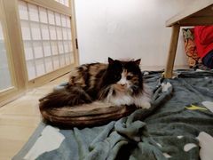 -小时光咖啡馆(开森度假森林店)