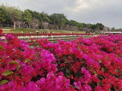 -深圳湾公园(南山区)