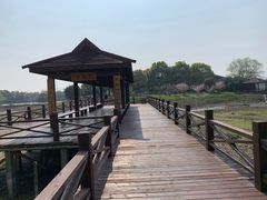 -荷塘月色湿地公园·向阳花洲