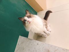 -飞行喵MR PILOT|猫舍·猫咖(静安大融城店)