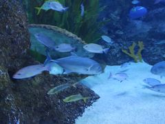 -芜湖新华联大白鲸海洋公园