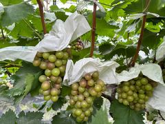 -马陆小张葡萄园农家乐