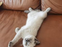 -猫大福·Fortune Cat猫舍(百子湾店)