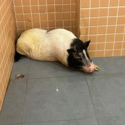 -Moni星球萌宠·小马宝莉·灵蛇·高端高阶全萌宠互动体验俱乐部(红豆国际广场店)