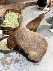 -Zoolung Zoolung动物主题公园(海信广场店)