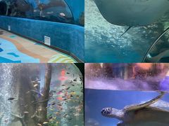 -合肥海洋世界