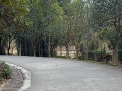 -田心森林公园