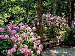 -上海共青森林公园