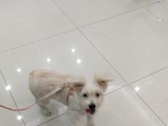 -全心全意连锁动物医院·微创中心·内科急重症·心脏专科(丰管路店)