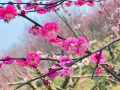 -花开海上生态园