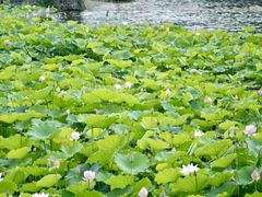 -荔湾湖公园
