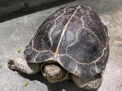 -more than meow吴止猫主题餐厅(承德 中船汇店)