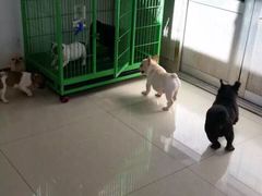-皇家名犬舍