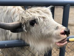 -长白岛森林公园