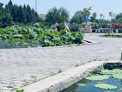 -白洋淀风景区