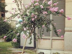 -君来湖滨饭店·玫瑰园