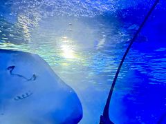 -上海海洋水族馆