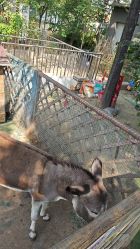 -萌宠亲子动物乐园(槐房万达店)