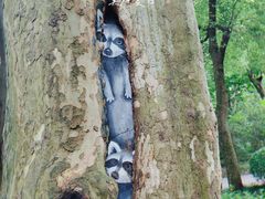 -上海共青森林公园