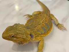 -FAIRYLAND龙族星球主题餐厅(凯丹广场店)