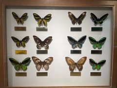 -上海昆虫博物馆