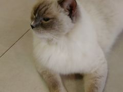 -Heymao猫咖.咖啡厅(东门店)