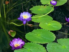 -国家植物园南园