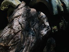 -玉水寨丽江源餐厅