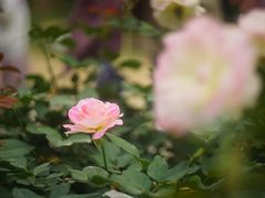 -人民公园(罗湖区)