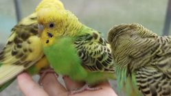 -萌宠亲子动物乐园(槐房万达店)