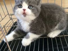 -喵zoo家庭繁育猫舍(尖东智能花园店)
